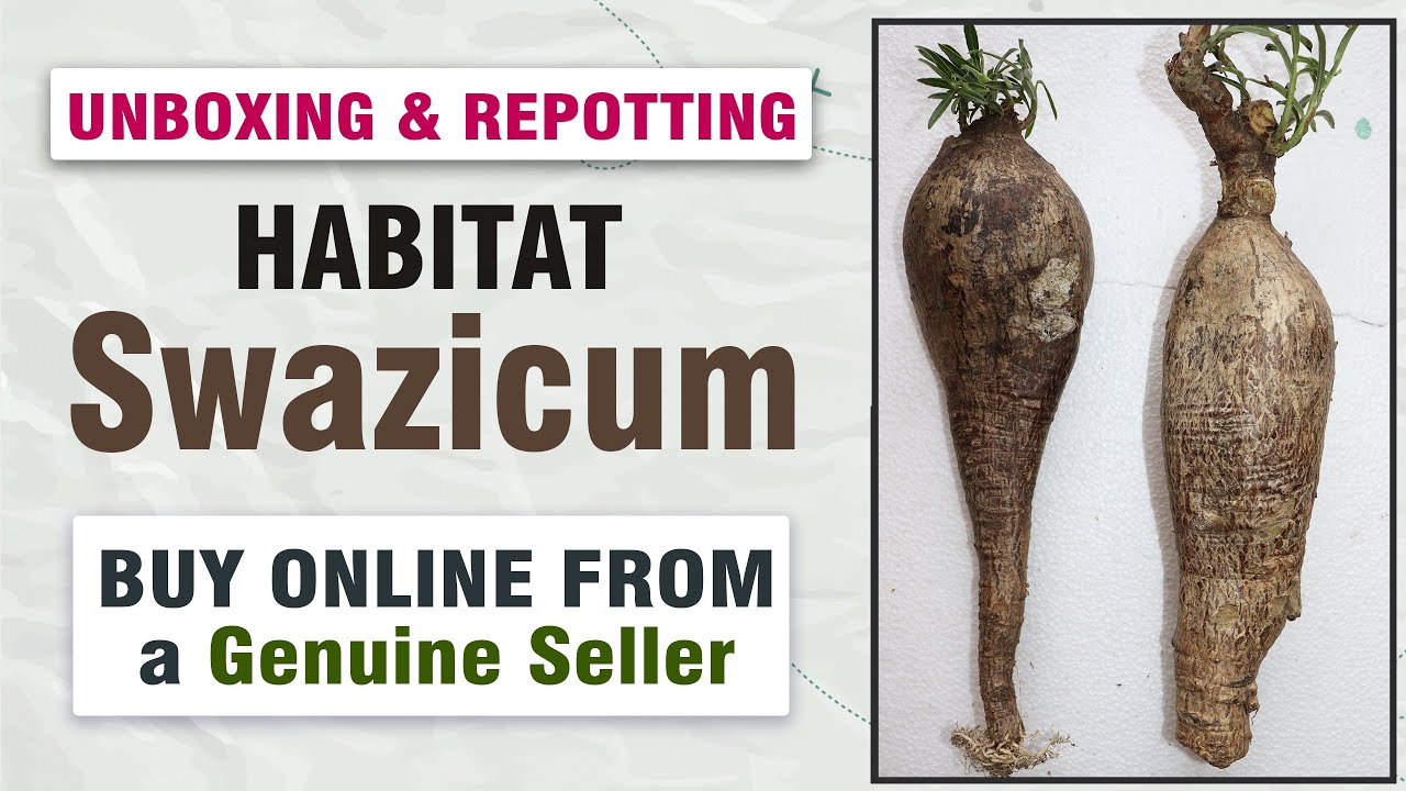 Habitat Swazicum | Habitat Adenium buy online | How to repot Habitat adenium