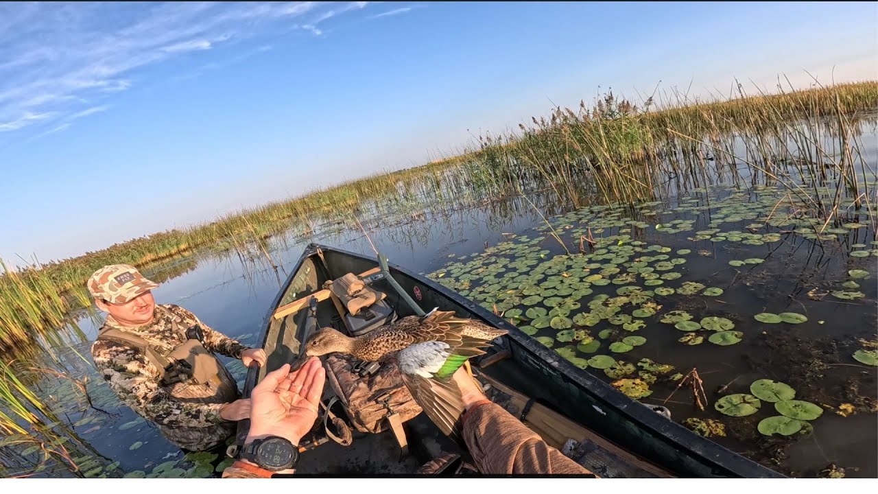 Tough TEAL Season in the Atlantic Flyway