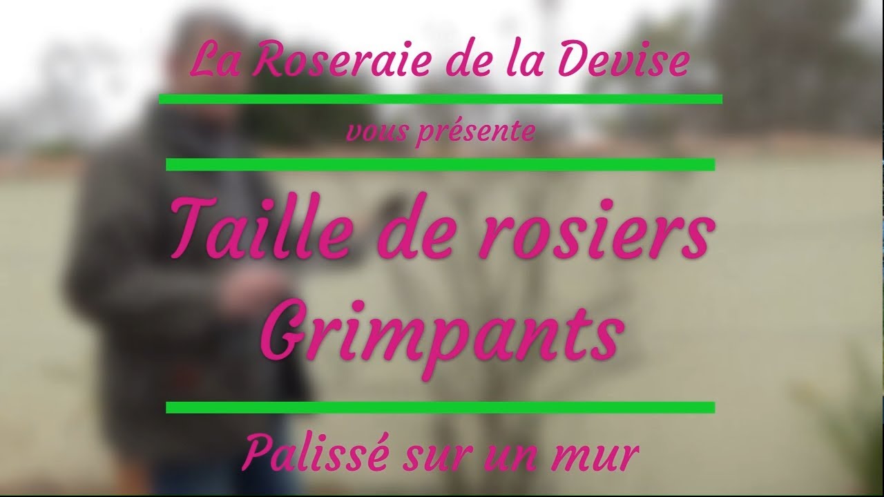 Chroniques Jardinières : Taille d'un rosier Grimpants palissé sur un mur #2