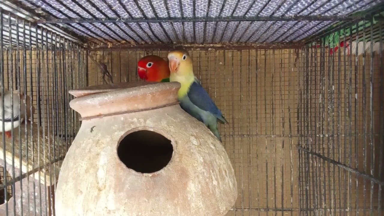 Love bird breeder pair 