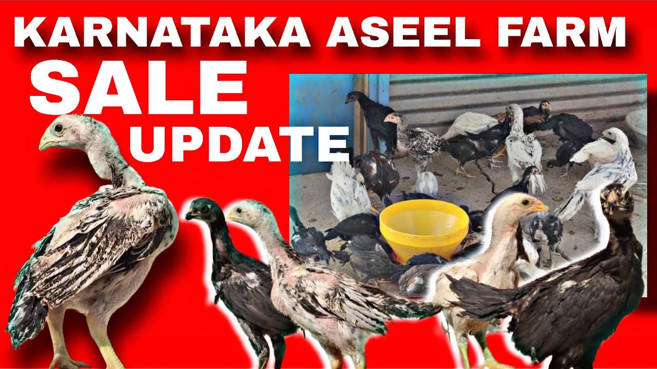 Aseel Sale In India | We Provide You The Best Quality Aseel | All India Delivery Available 
