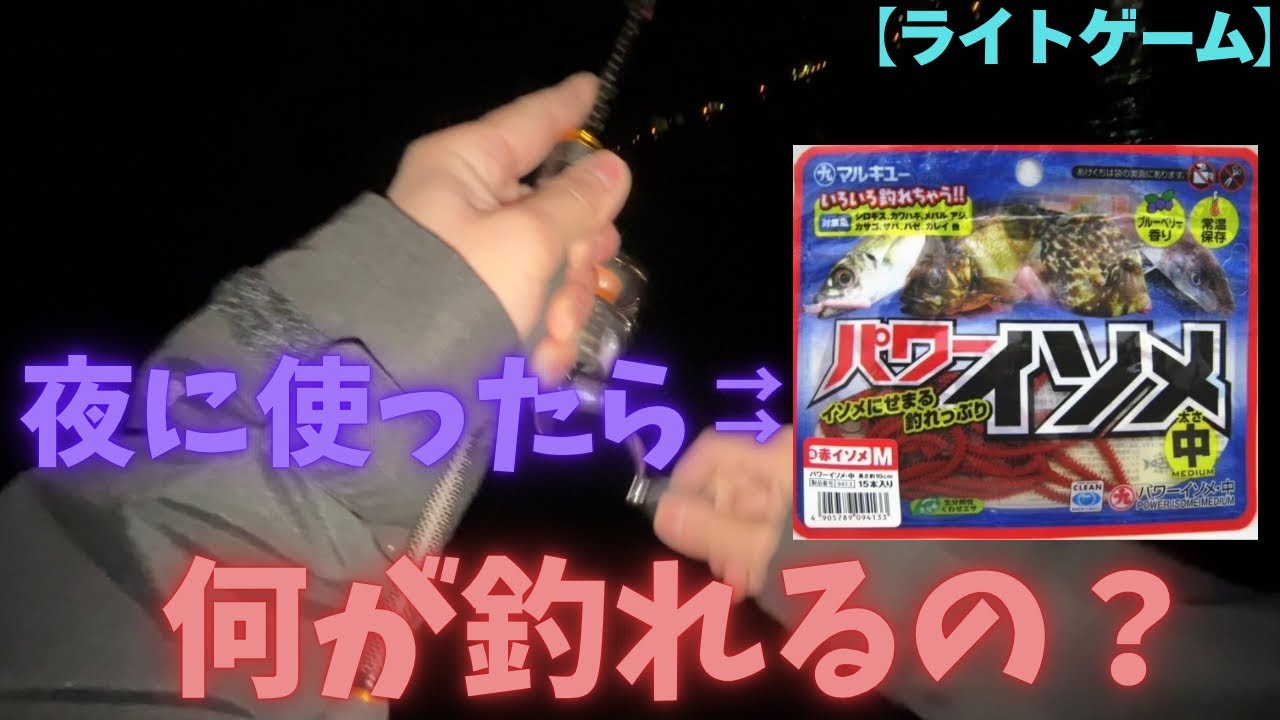 【検証】夜の海でパワーイソメを使うと何が釣れるの⁇