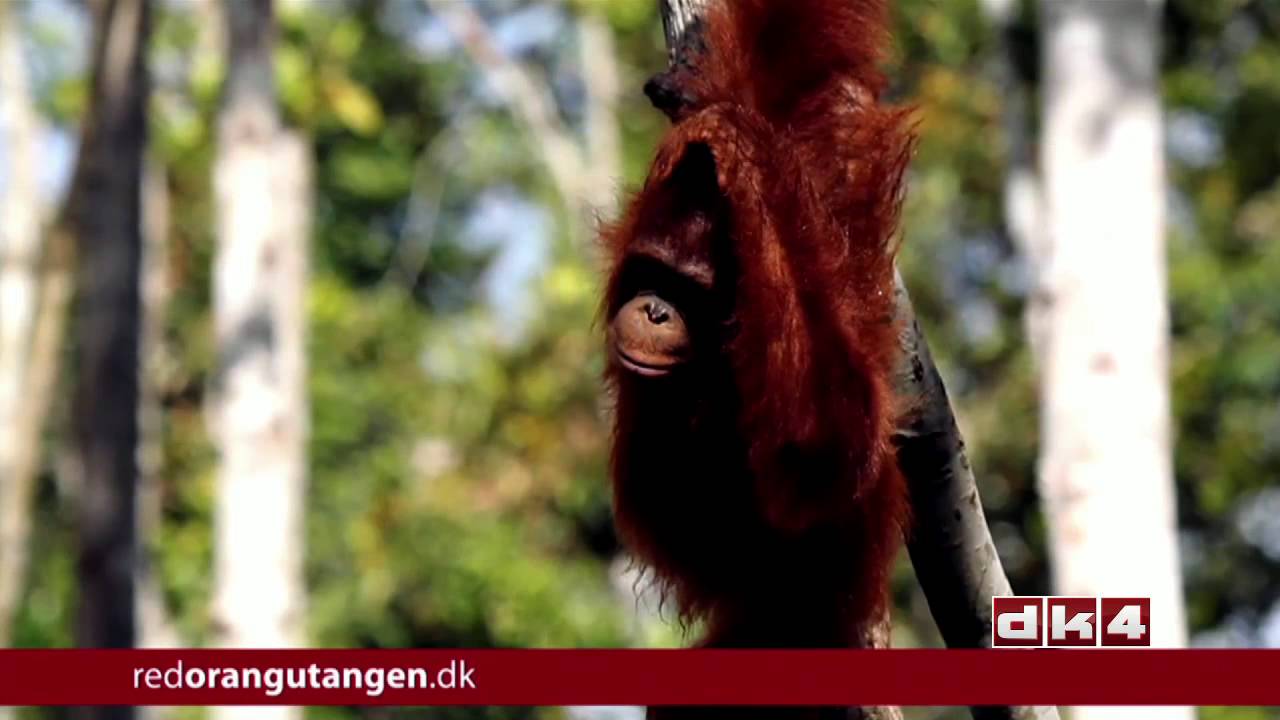 Red orangutangen