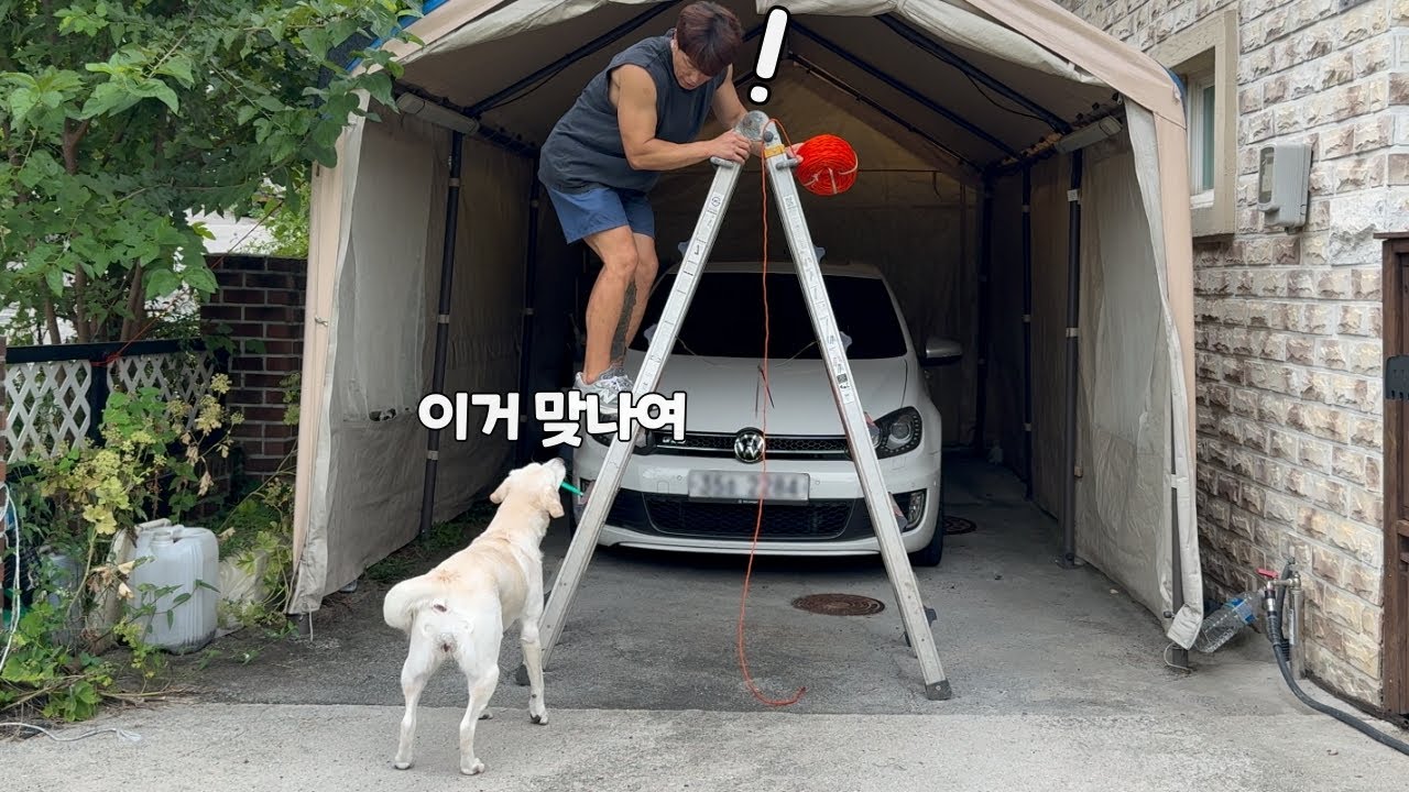 주인을 돕다 천재가 돼버린 리트리버