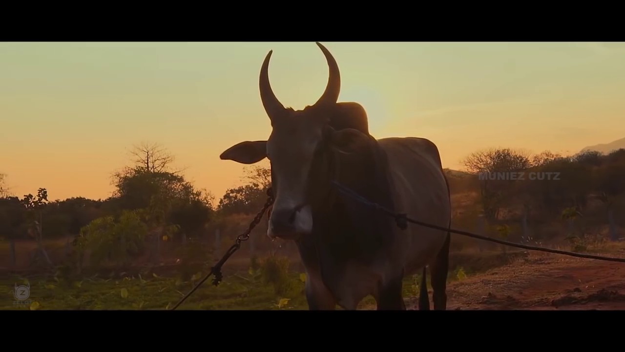 SAVE JALLIKATTU