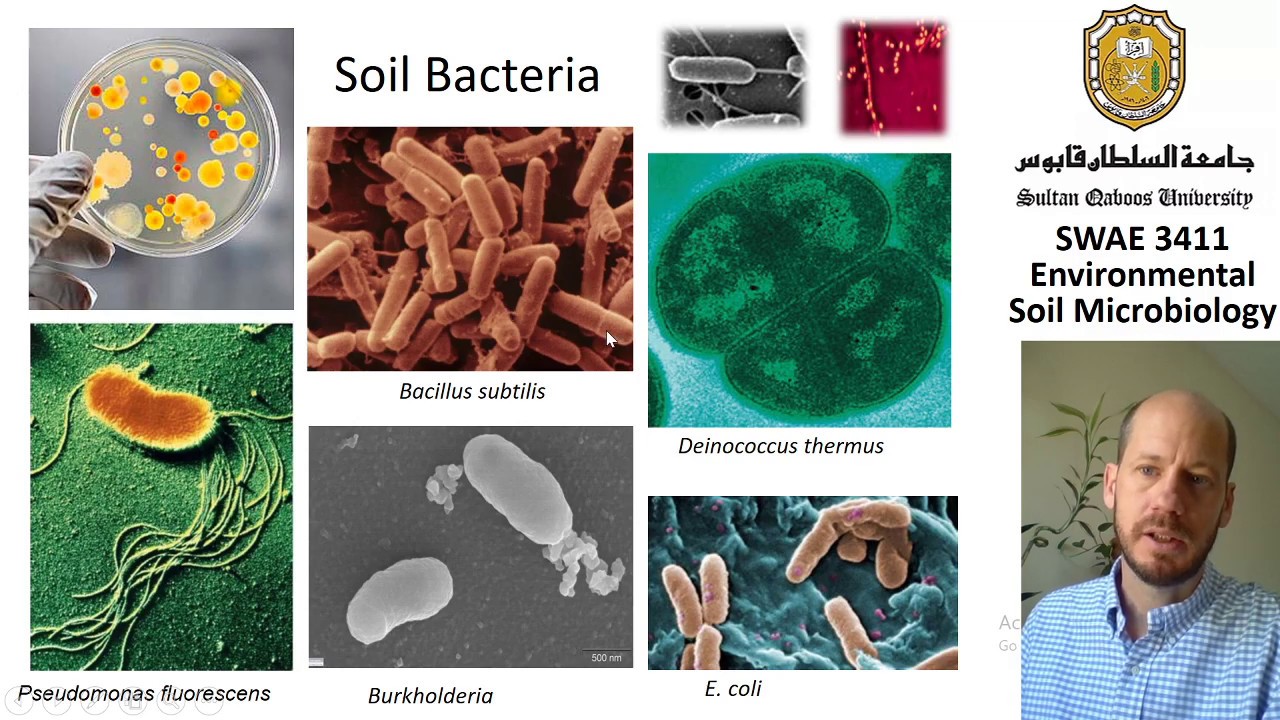 SWAE3411 - Soil bacteria