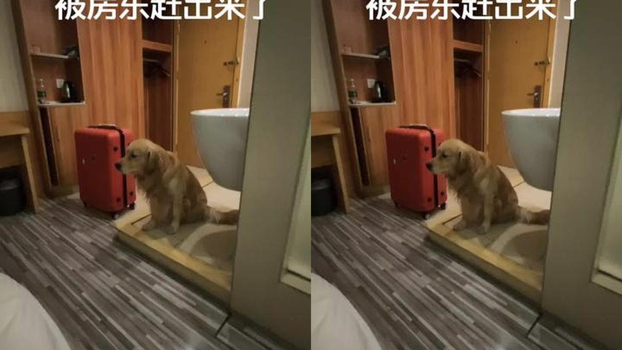 大半夜被房东赶出来了，在陌生的城市提着2个大箱子，幸亏这个酒店让我带着七七住，不然要露宿街头了，今天的心酸自懂