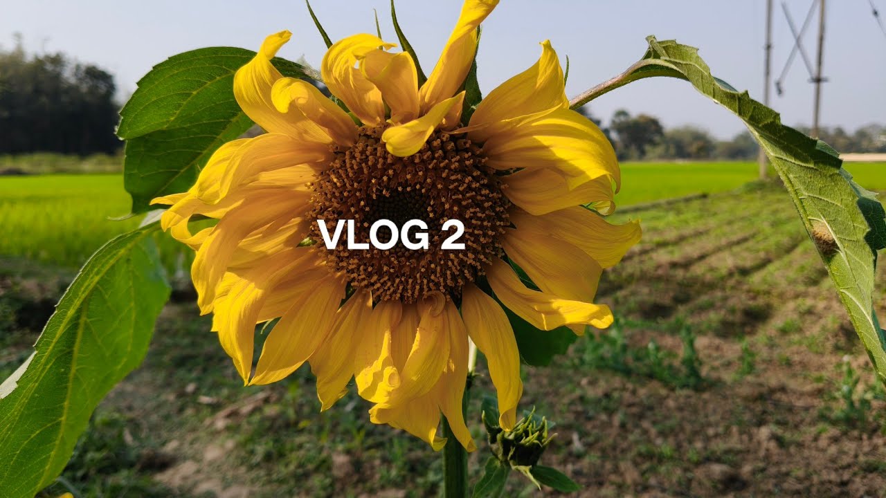 Vlog 2 :- Another হাবিজাবি vlog. #minivlog #villagelife #agriculture 