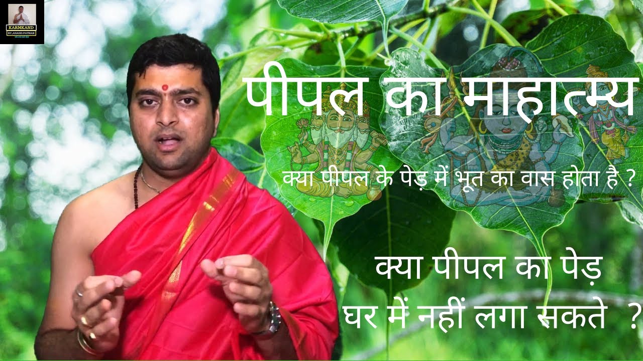 क्या पीपल का पेड़ घर में नहीं लगा सकते ? क्या पीपल के पेड़ में भूत का वास होता है ?  पीपल का माहात्म्य