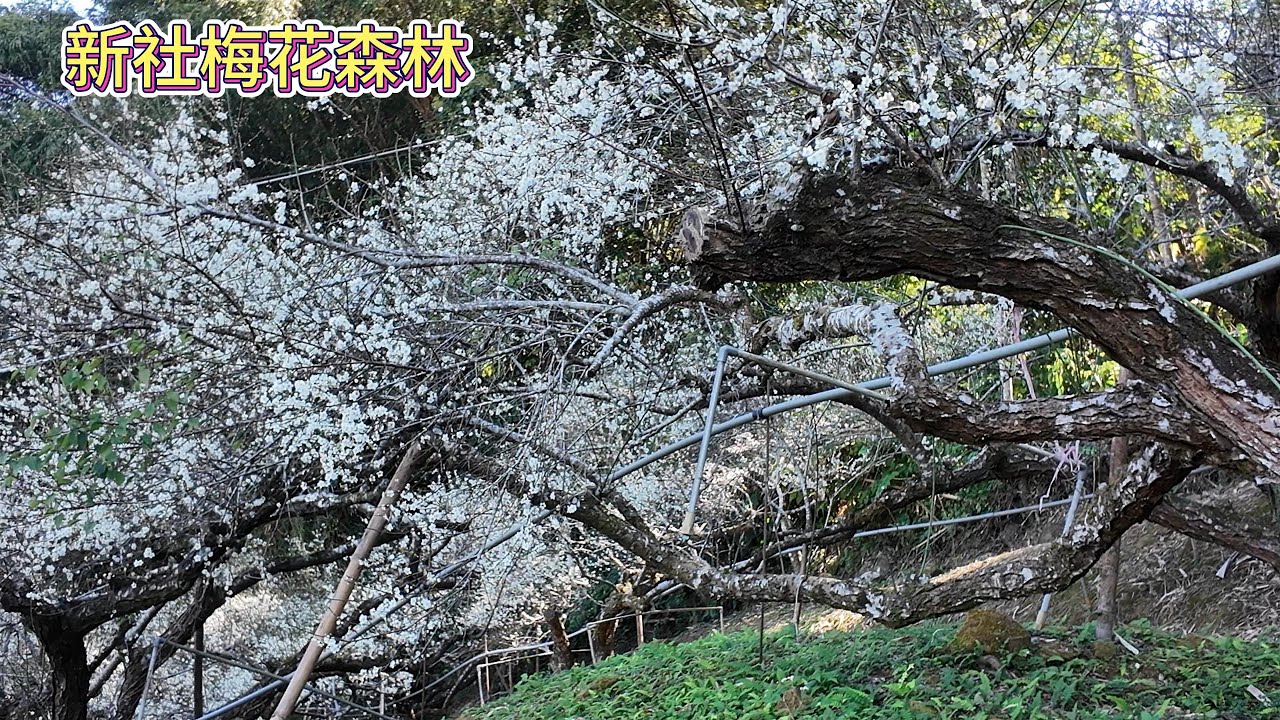 1月5日新社梅花森林2026