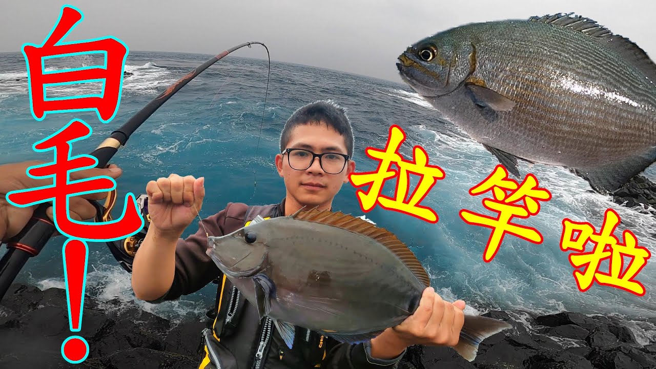 必看！拉竿！拉竿！再拉竿！白毛給它釣起來！！！【小女人嶼】【澎湖磯釣】【大緯釣魚趣】