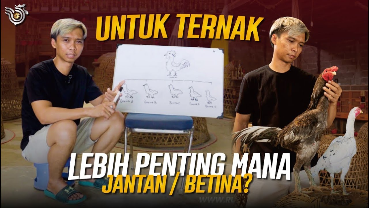 TIPS MEMILIH PEJANTAN DAN INDUKAN AYAM UNTUK DI TERNAK