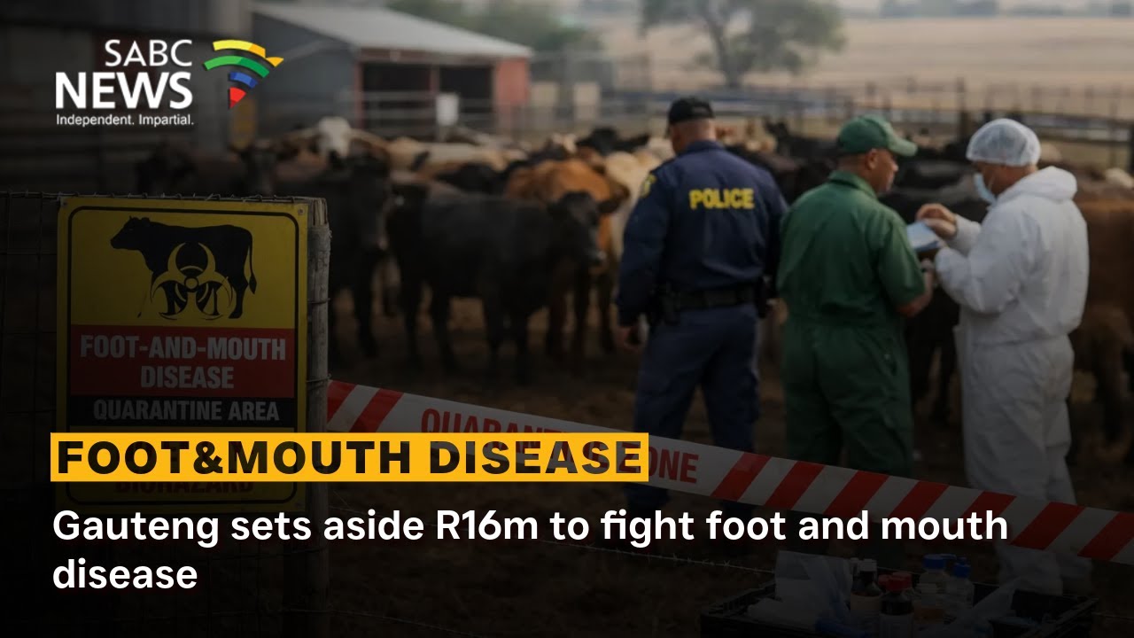 Gauteng sets aside R16m to fight foot and mouth disease