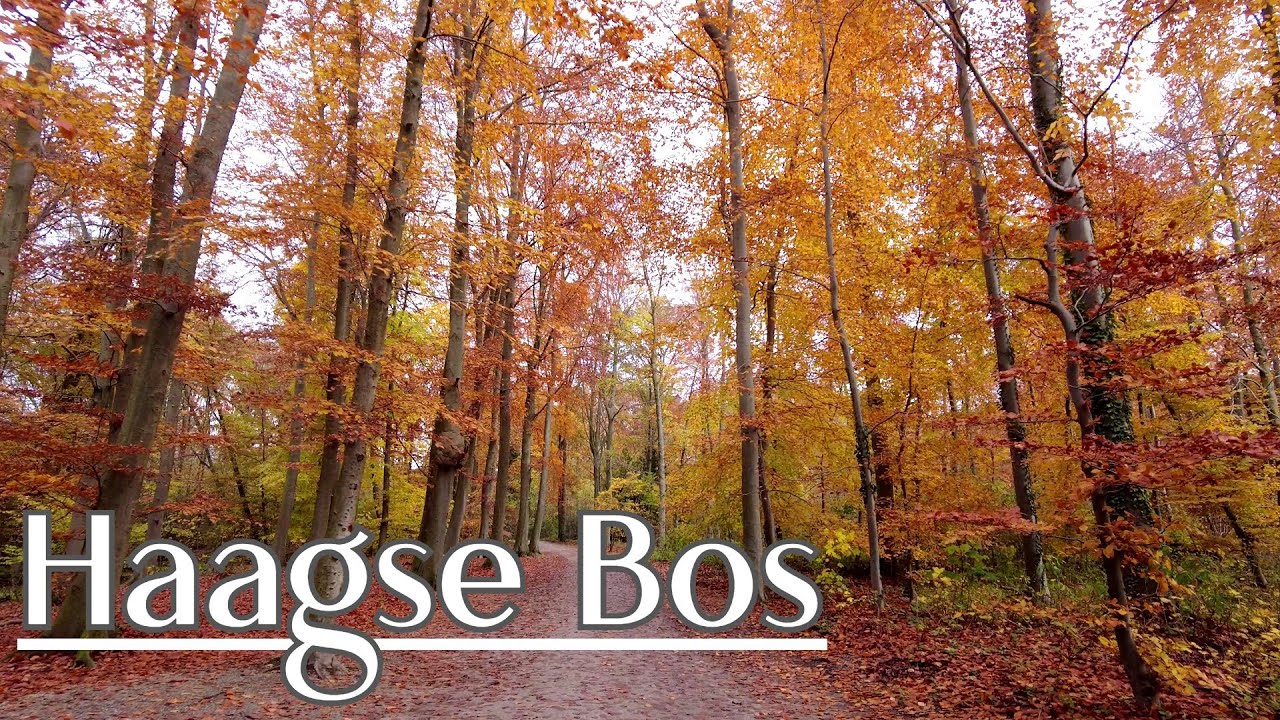 Walking in The Hague - Haagse Bos & Huis ten Bosch Palace - The Netherlands | 4K
