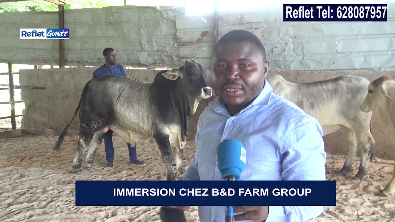 Bientôt la Guinée va rattraper le Sénégal en terme de production de lait
