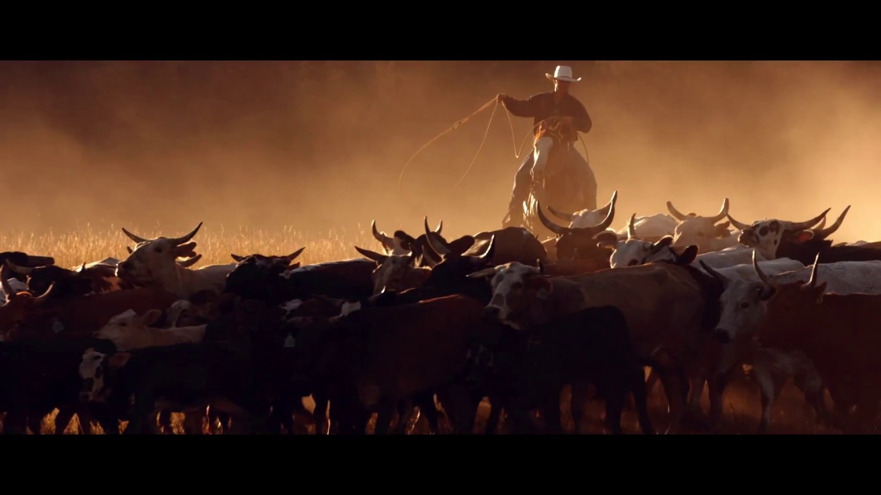 mOOvement: Cattle Tracking