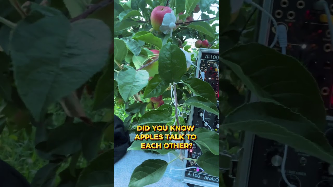 Come Closer&hellip; The Apples Are Talking 🍏 | 432Hz + Theta Waves for Deep Relaxation