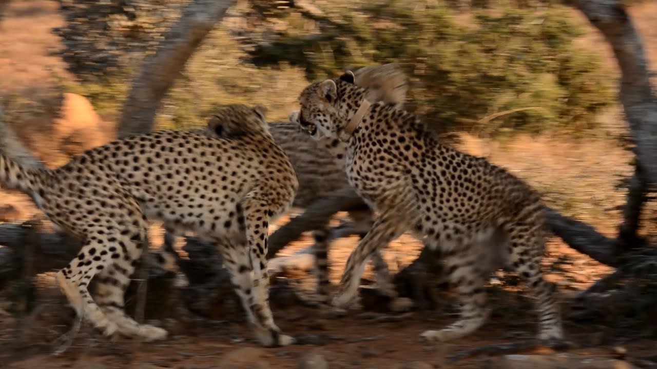 Very Rare Footage of Two Male Cheetah Looking to Mate With Female