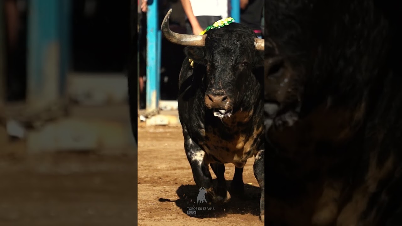 Quiebro al toro de Gerardo Ortega
