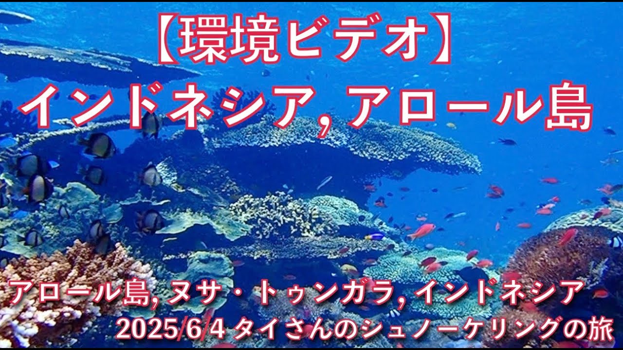 【 #5 環境ビデオ 】インドネシア アロール島,  Tai’s Journey