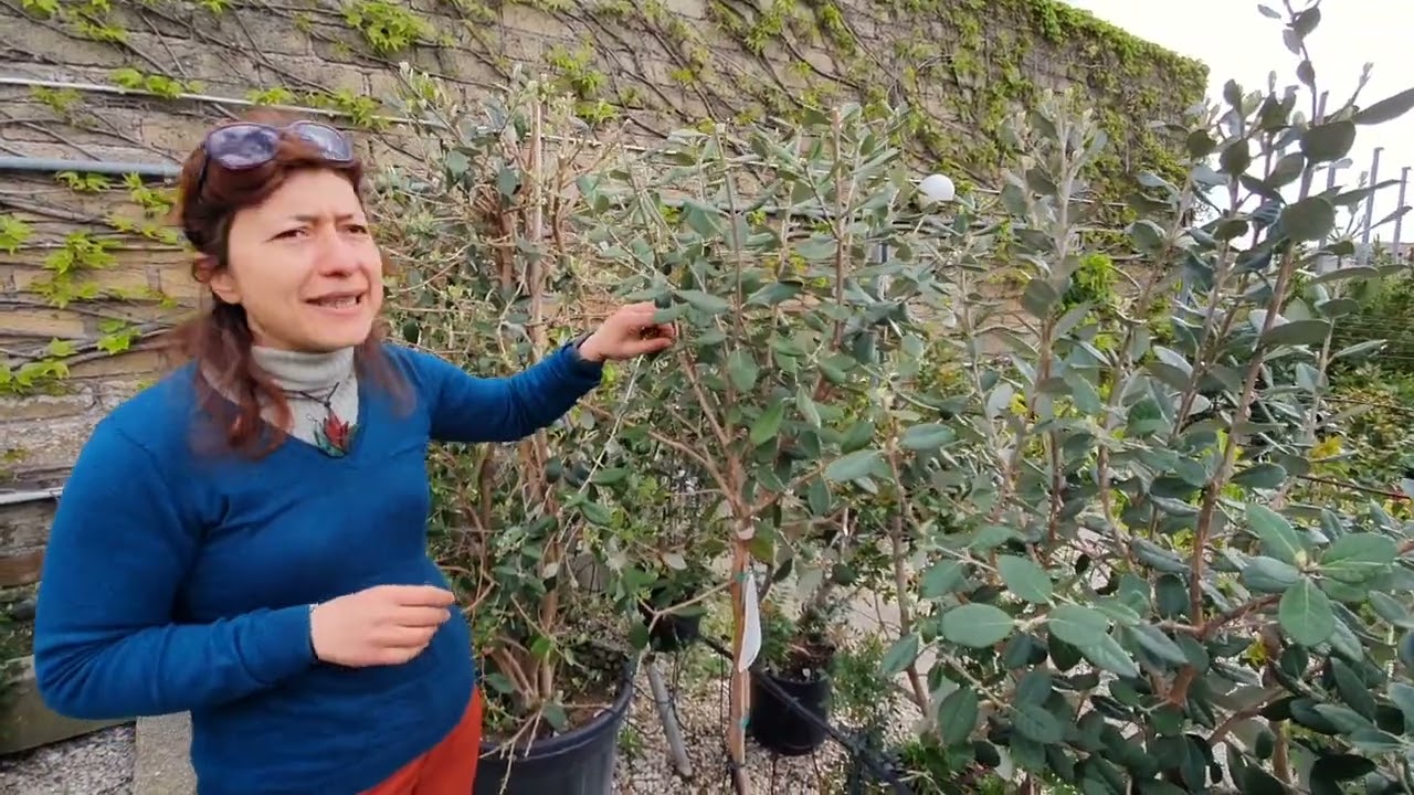 FEIJOA SELLOWIANA siepe e frutti dolcissimi