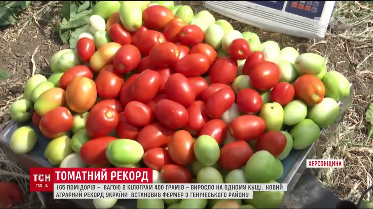 ТОМАТ ПЬЕТРАРОССА F1 - РЕКОРДСМЕН УРОЖАЙНОСТИ!