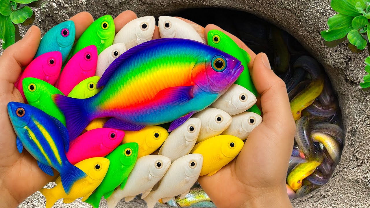 Catch Beautiful Aquarium Fish in Mini Lake, Catfish, Goldfish, Ranchu Fish, Koi Fish, Snails, Eels