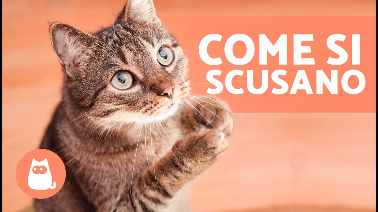 In che modo i gatti chiedono perdono agli umani? 🐱🙏🏻 (7 modi per scusarsi)