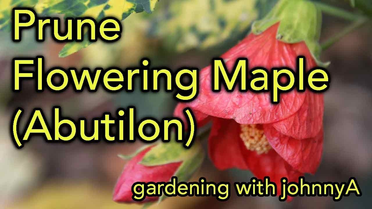 How To Prune Abutilon - Flowering Maples OR Chinese Lantern Plants