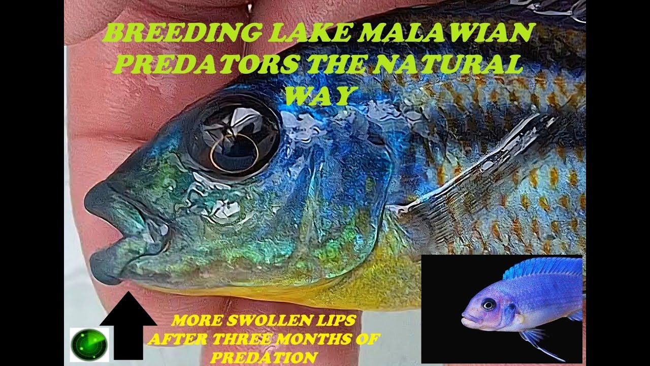 BREEDING LAKE MALAWIAN PREDATORS THE NATURAL WAY