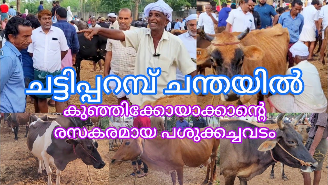 ചട്ടിപ്പറമ്പ് ചന്തയിൽ കുഞ്ഞിക്കോയാക്കാന്റെ രസകരമായ പശു കച്ചവടം #cow #chantha #malappuram