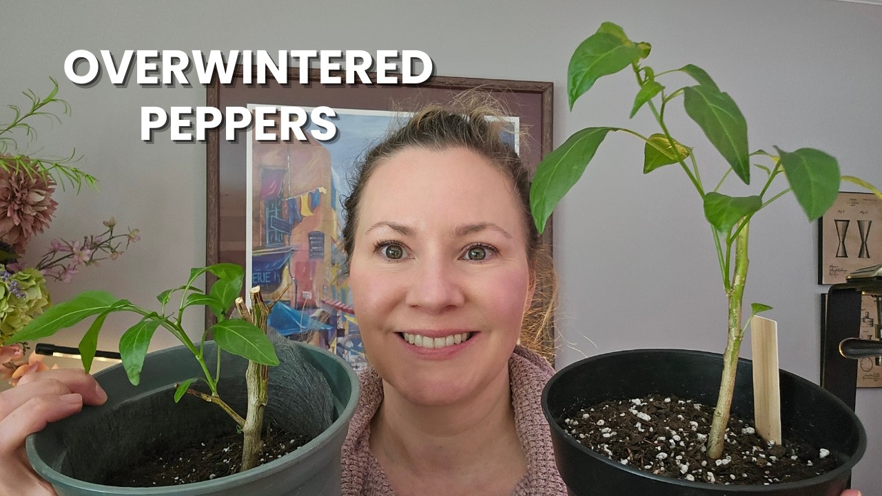 Overwintered Peppers | What to Do Before Planting Outside