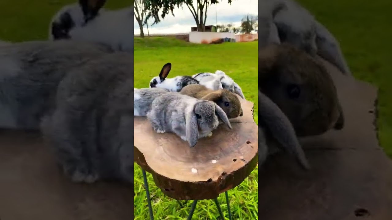 Mini Lop - Coelho Mini