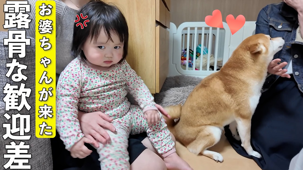 おばあちゃん登場でテンション爆上がり柴犬と絶対に近づかない1歳娘がこちらです…