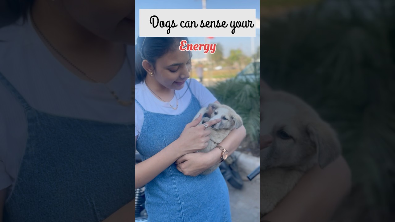 Dogs can sense your energy🐶🦴