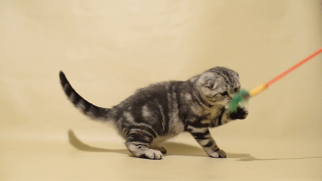 Silver classic tabby