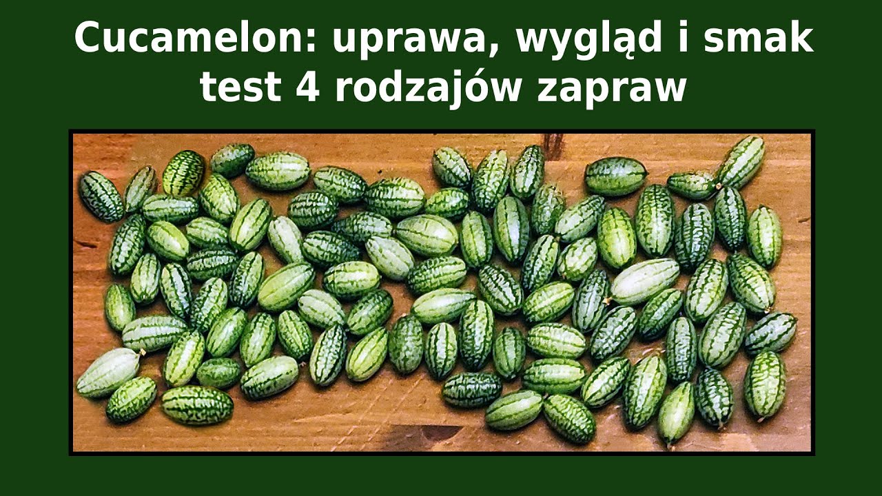 Ogórek meksykański czyli Cucamelon. Uprawa na balkonie, wygląd i smak. Test 4 rodzajów zapraw.
