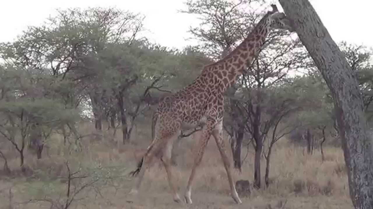 giraffe walk