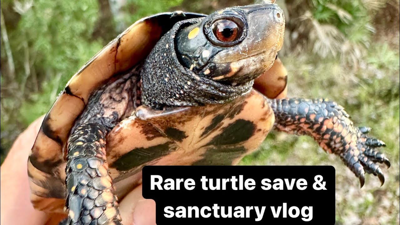 Rare turtle save & sanctuary vlog!