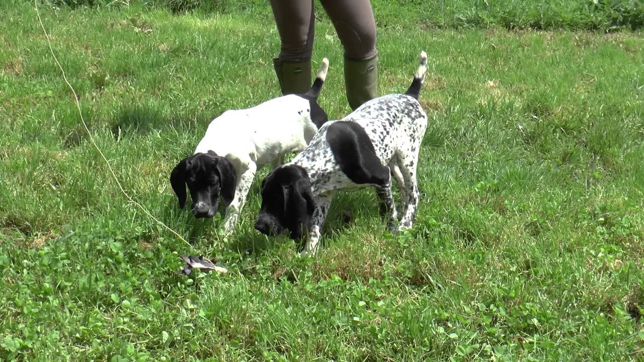 HUNTING DOG - PUPPY TRAINING -  Pippa and Paris von den Donau-Wirbeln - 3 months old.