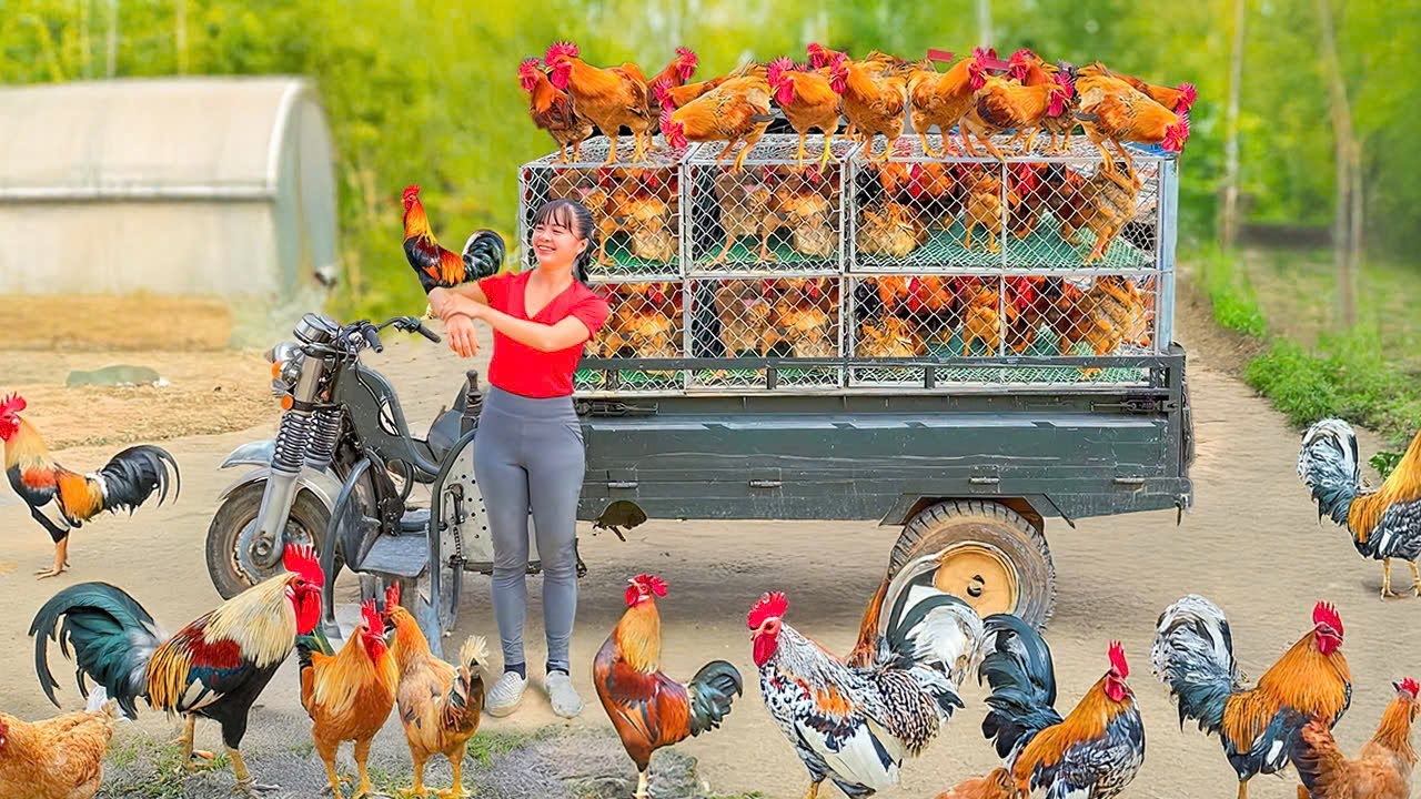 Rewind Timelapse: Harvest 1000+ Chickens, Use 3-Wheeled Truck Go to Market | Phương Farm TV