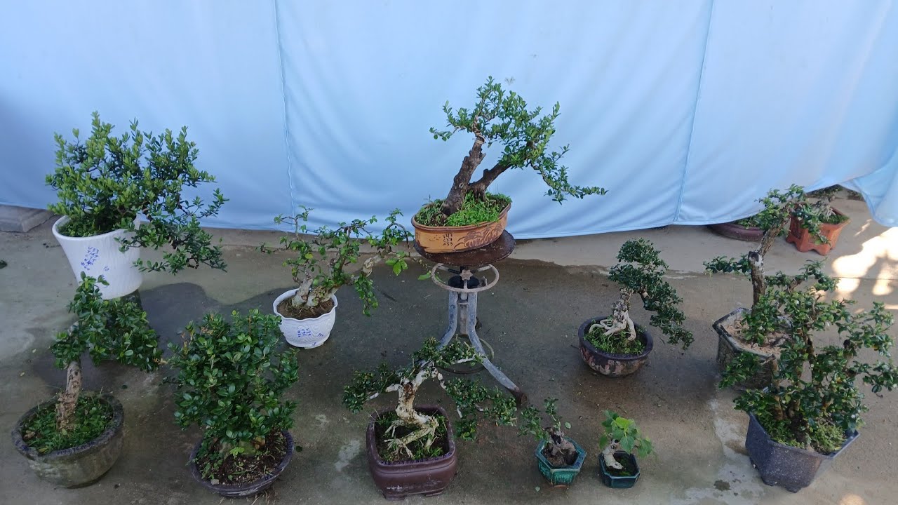 Chiều 24/2 #0346714857 gl hải châu sông cầu. Sam trái. Duối. Linh sam. Trà phúc kiến....bao ship  🥰