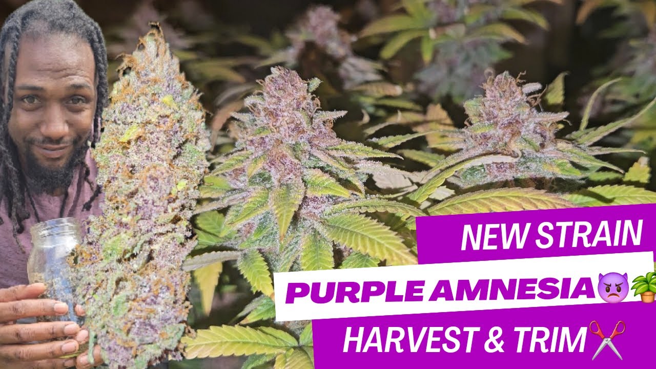 New Cannabis Strain 2024 - Purple Amnesia Harvest & Trim - Amnesia X Purple Punch Weed