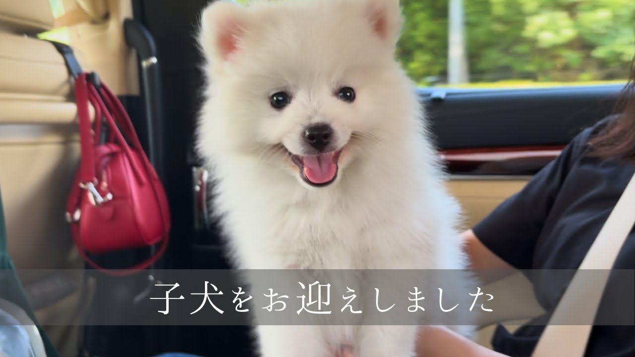 【人生初】生後2ヶ月のかわいい子犬をお迎えしました/puppy with new home