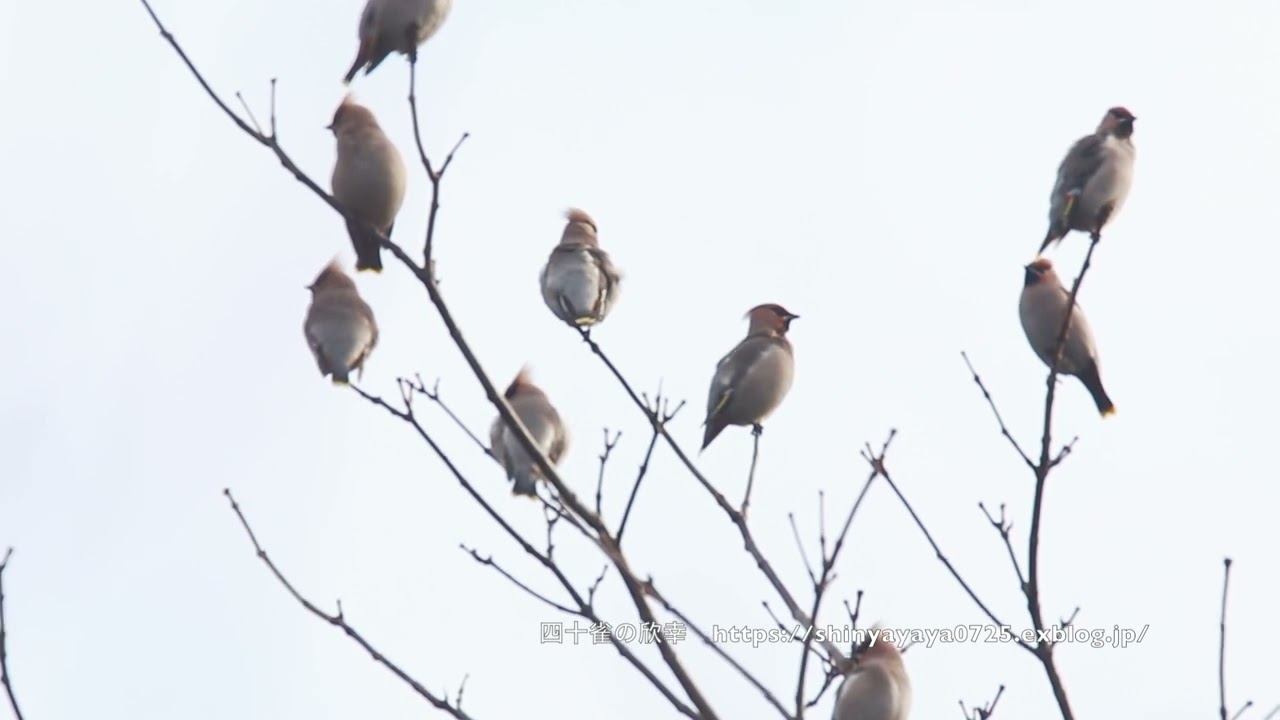 キレンジャク群れ 微かに鳴き声