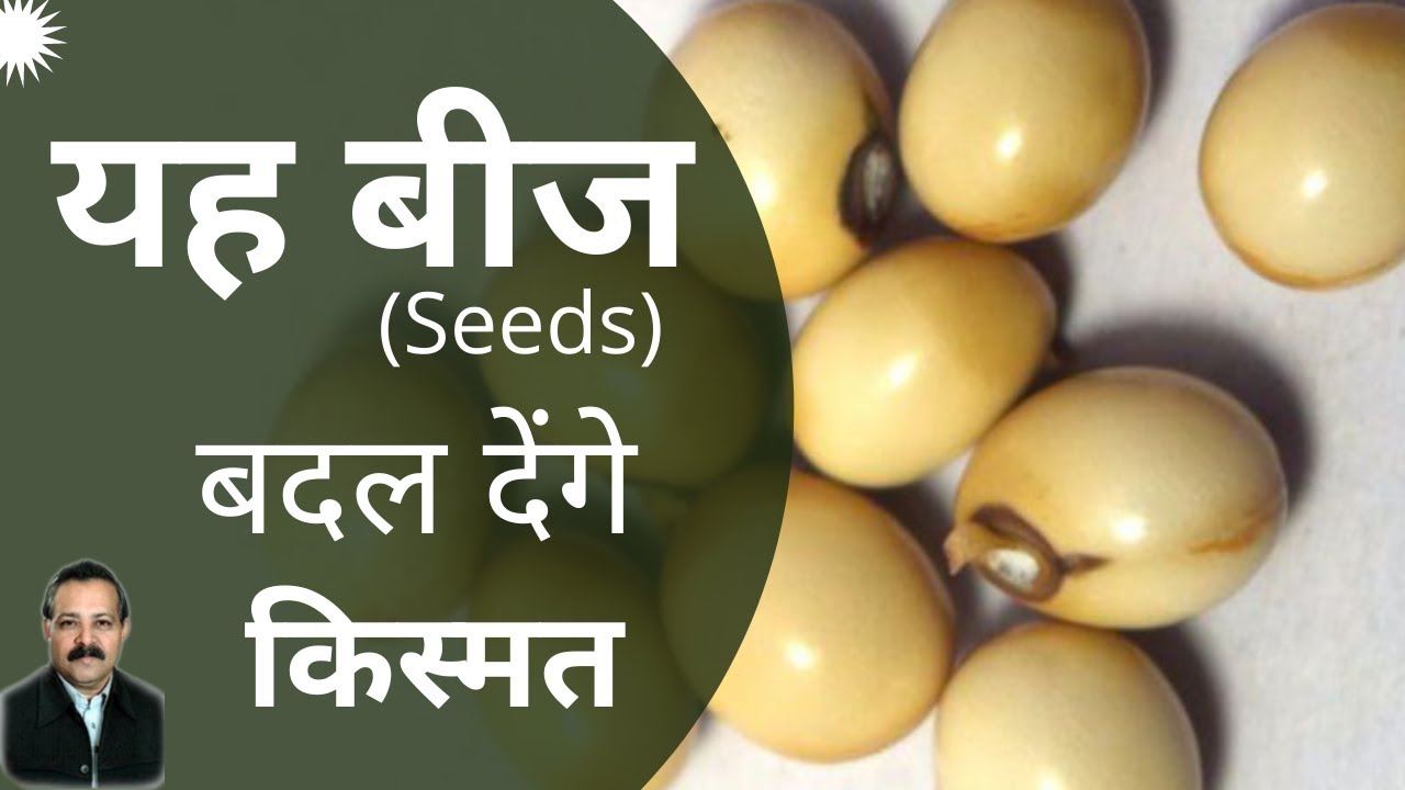 वास्तु शास्त्र - यह छोटे छोटे बीज बदल सकते हैं आपकी किस्मत| Miracles of White Gunja in Vastu Shastra