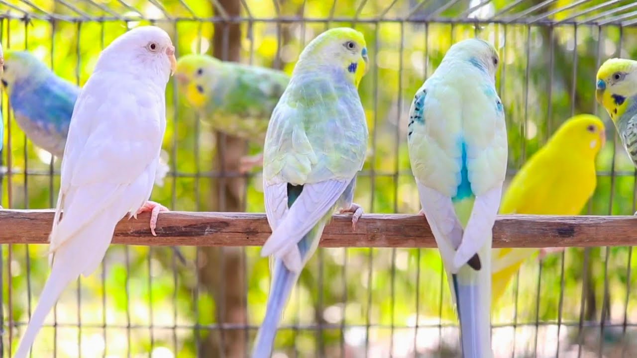 8 Hour Happy Singing & Eating Parakeet Budgies Birds | Calming Companion for Lonely & Quiet Birds
