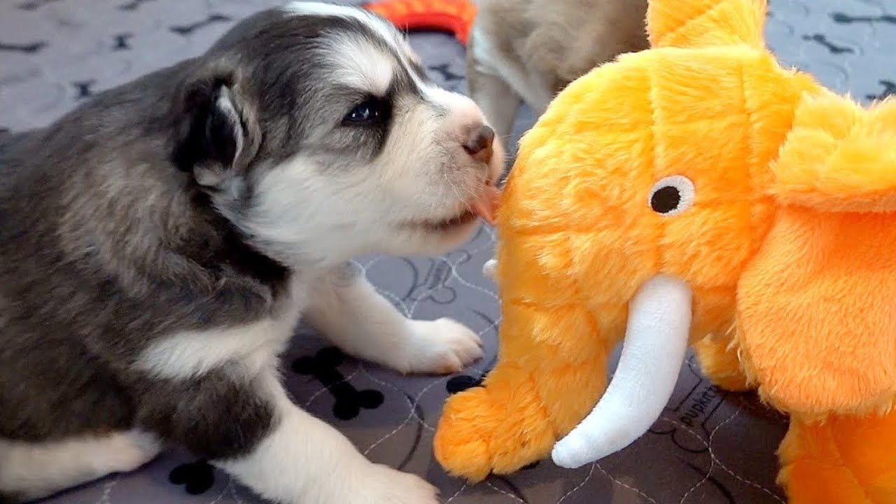 2 Week Old Husky Puppies!!