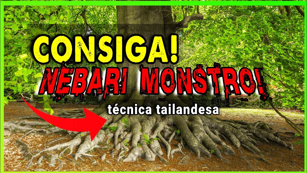 TÉCNICA TAILANDESA 1! Como conseguir o nebari perfeito, NEBARI BONSAI!