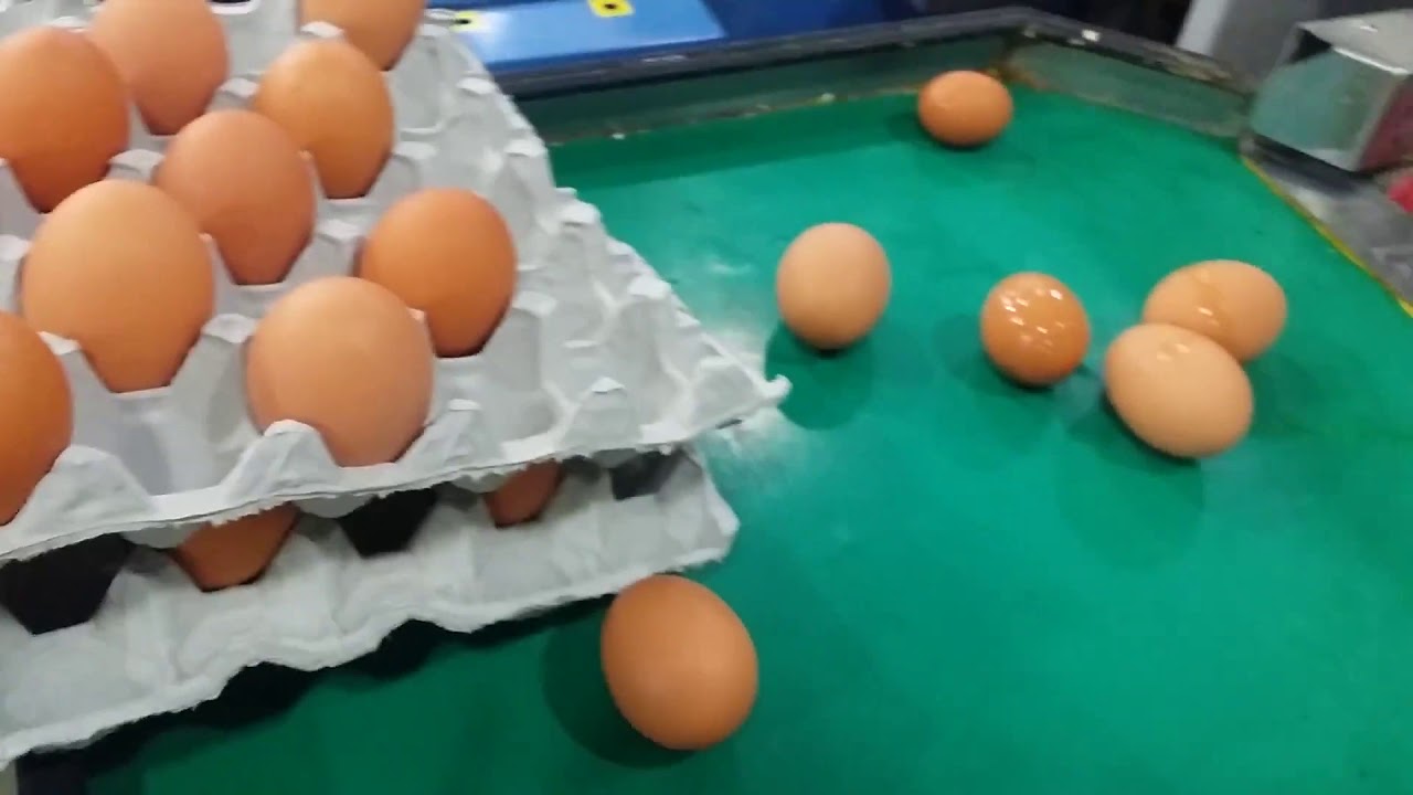 Egg Farm In Korea #Shanti Poon#